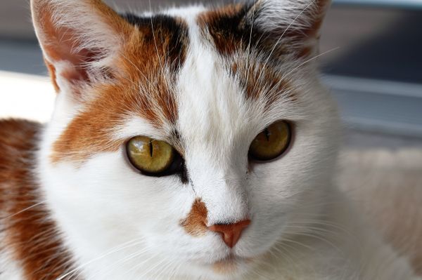 cat,face,spotted