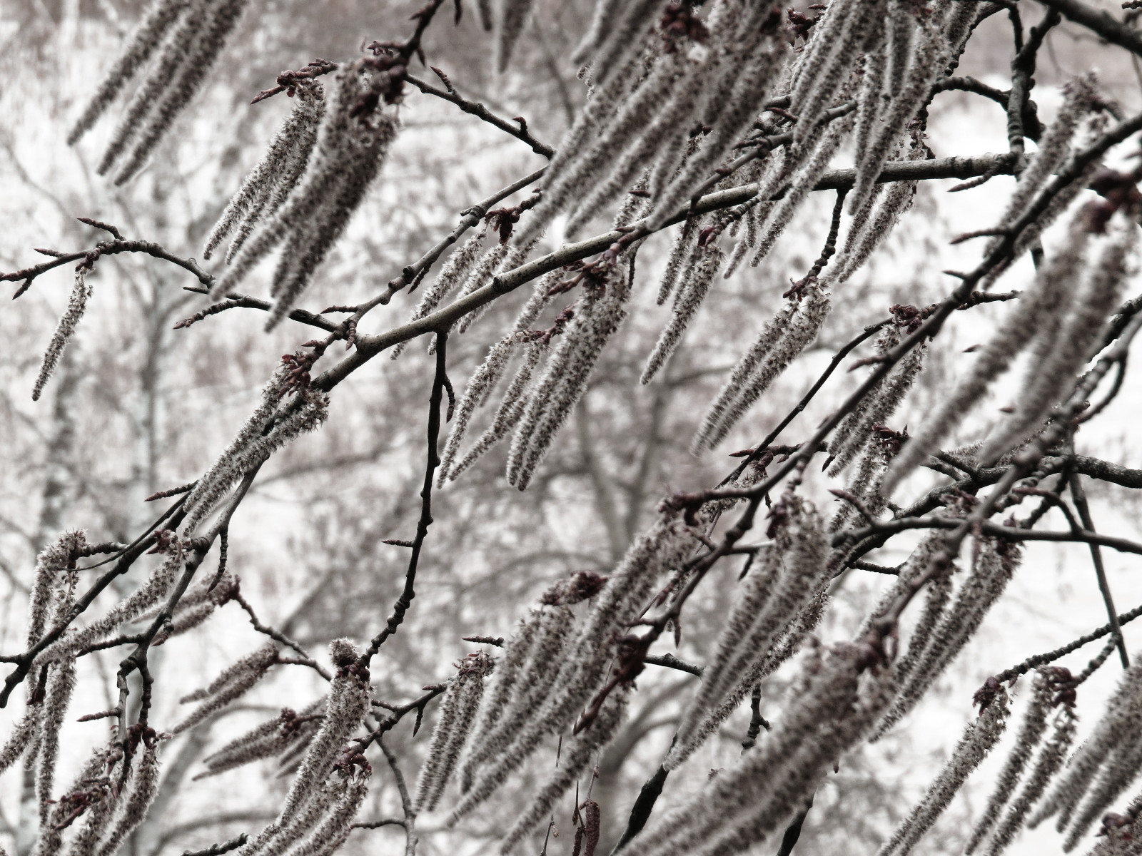 větev, Černý a bílý, strom, větvička, monochromatické fotografování, zima, mráz, zmrazení, černobílý, zblízka, závod stonek, kufr, vzor, sníh, stock photography