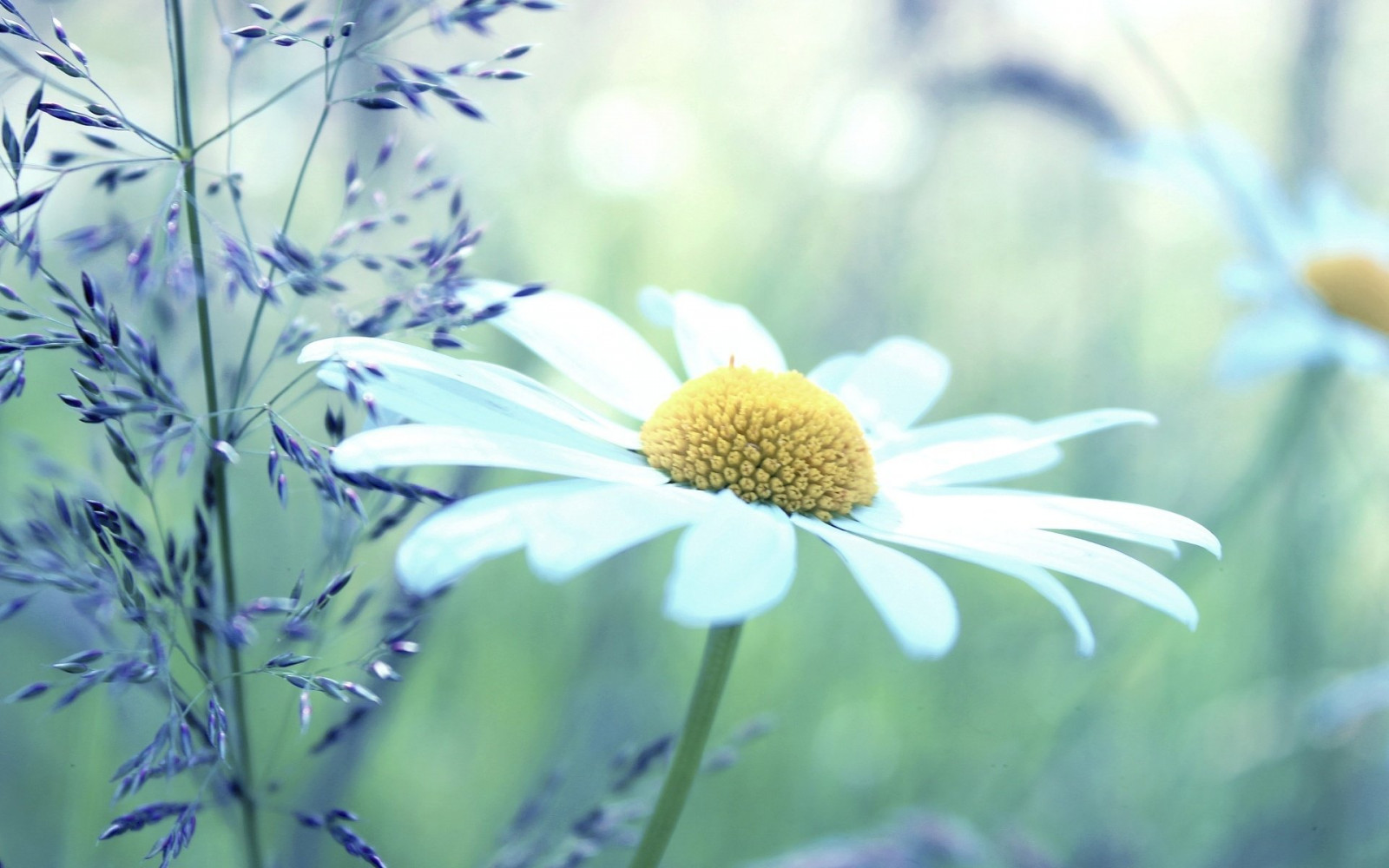 Hintergrundbilder : 1920x1200 px, Gänseblümchen, Makro, weich 1920x1200