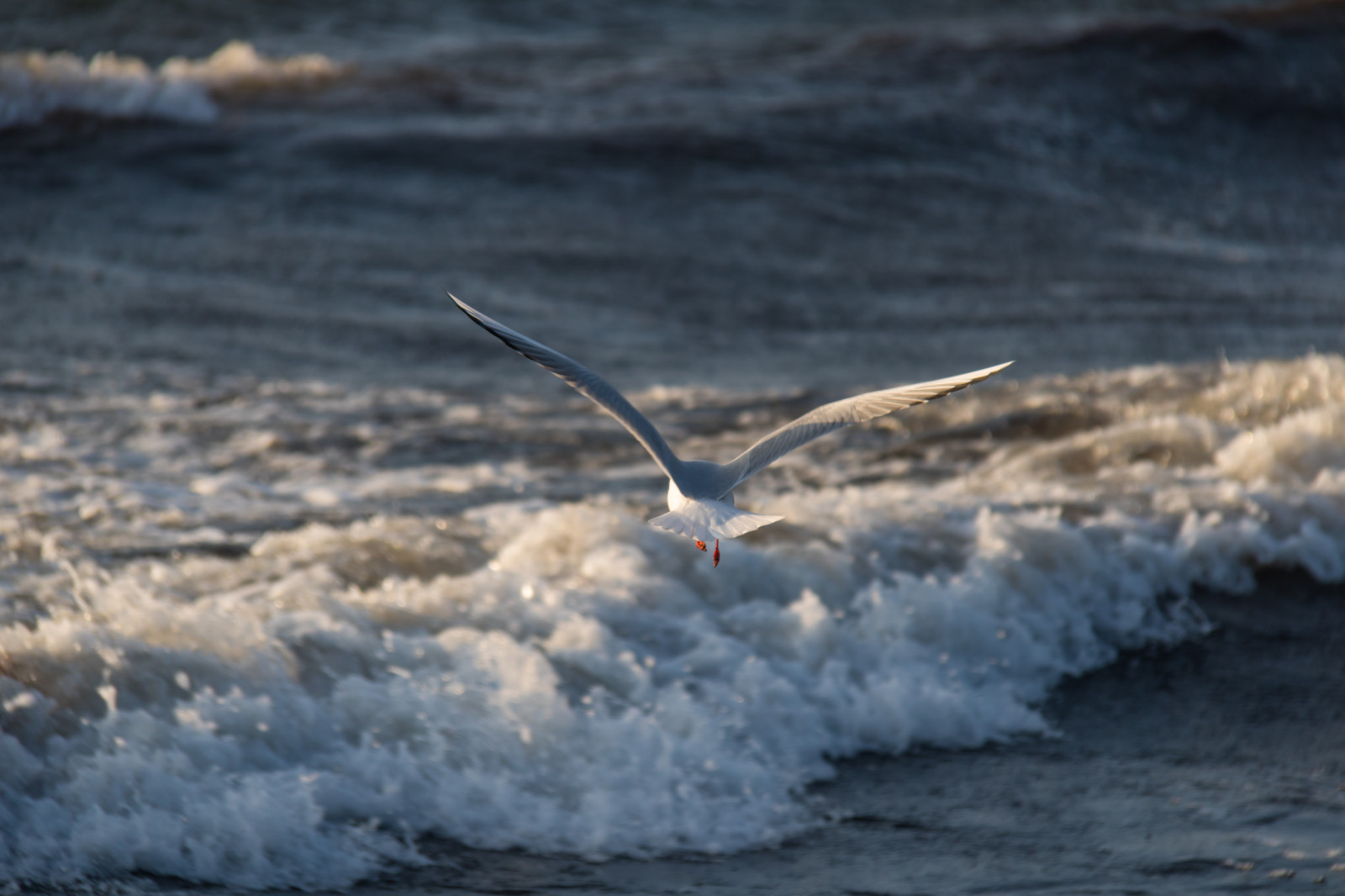 hav, vand, kyst, kyst, vind, blæsende, fugl, ocean, bølge, Vatten, hav, f gel, stersj n, gisl vshamn, bl sigt, måge, Frk, havfugle, vind-bølge, Charadriiformes