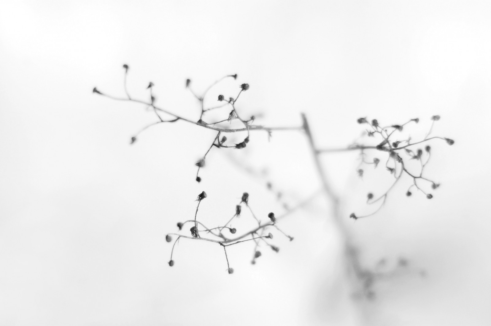Schnee, zima, sníh, rozmazat, Studený, Příroda, Černá bílá, natur, Schwarzweiss, Kalt, unscharf, rokkor, minoltamdrokkor50mm114