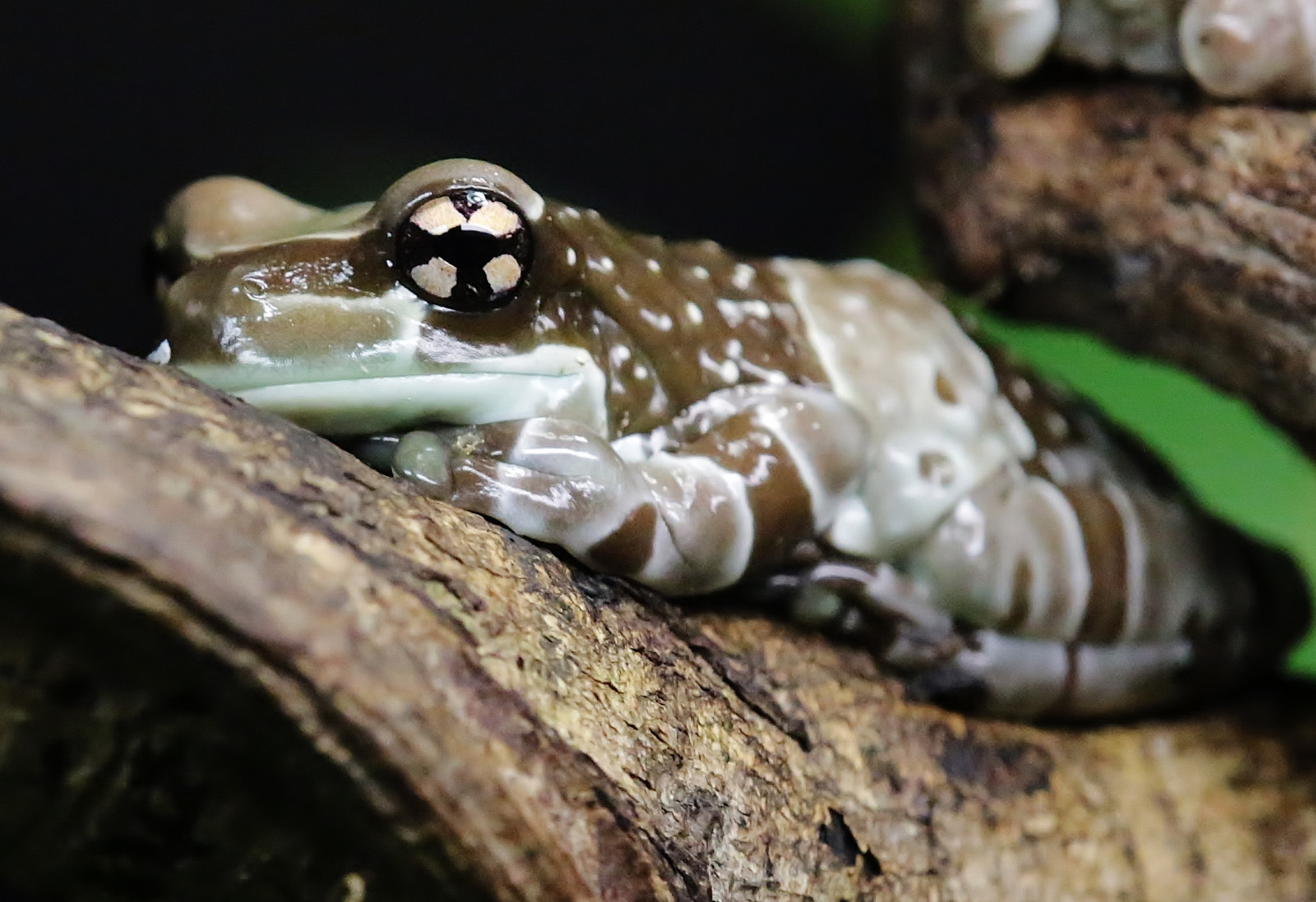 makro, žába, Frosch, Spaf180mmf35dildifmacro11, canoneos5dmarkiii