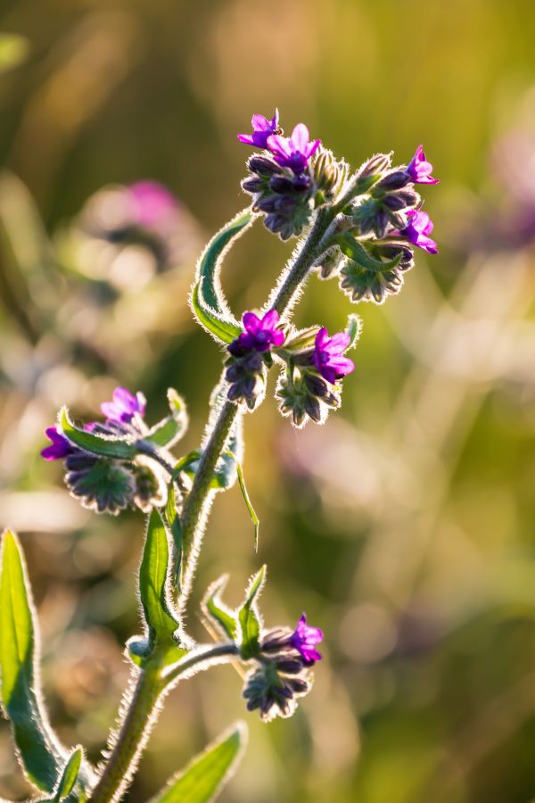 sunset, nature, grass, photography, green, lavender