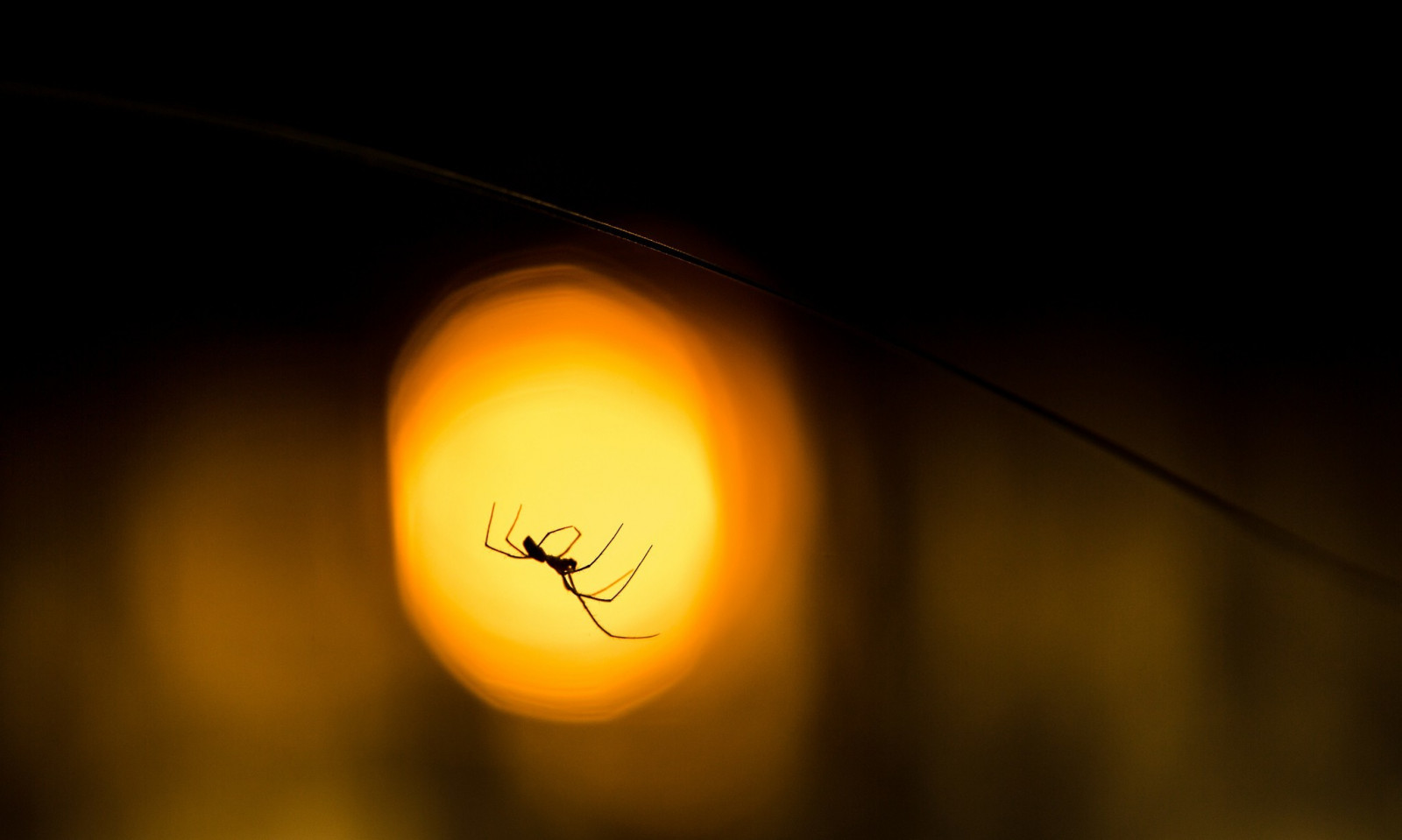 แสงแดด, สัตว์, กลางคืน, แมโคร, สีเหลือง, ดวงอาทิตย์, วงกลม, บรรยากาศ, เลนส์ลุกเป็นไฟ, แมงมุม, เบา, แสง, รูปร่าง, บรรทัด, ความมืด, ภาพหน้าจอ, วอลล์เปเปอร์คอมพิวเตอร์, บรรยากาศของโลก, วัตถุดาราศาสตร์, การถ่ายภาพมาโคร, 2048x1228 px