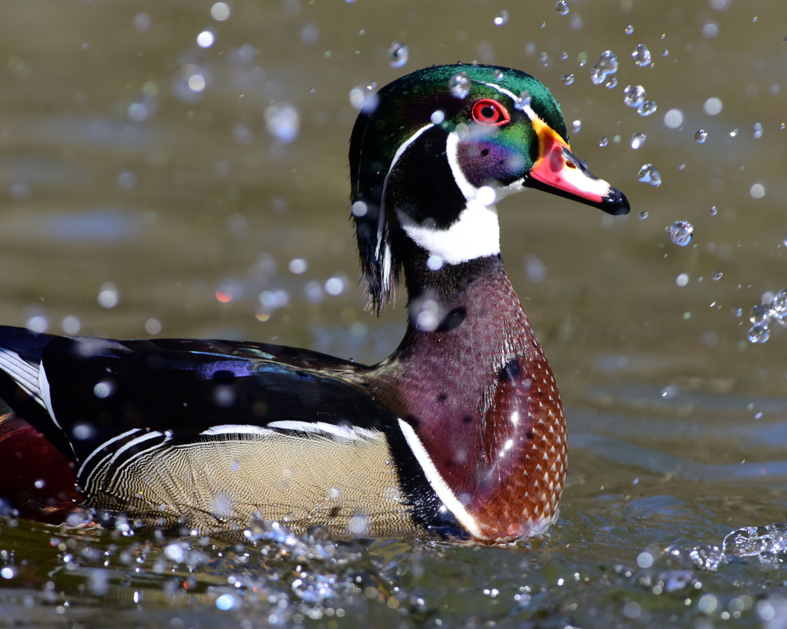 voda, Příroda, Volně žijících živočichů, Nikon, kachna, bokeh, zobák, divoká kachna, zvíře, pták, fauna, nikond810, vodní ptáci, influenza, obratlovců, vodní pták, kachen, hus a labutě, woodduck, seaduck