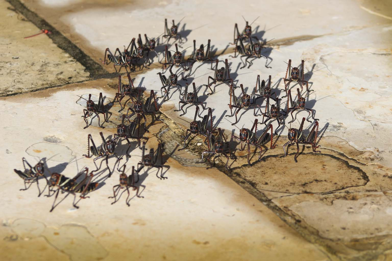 Brazílie, pláž, Kánon, hmyz, T3i, tabatinga, gafanhoto, grasshoper