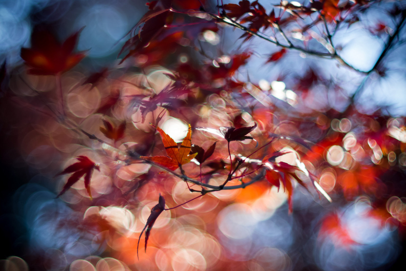 Japan, tempel, sollys, blade, rød, afdeling, orange, blomst, forår, Tokyo, Panasonic, f14, farve, træ, NIKKOR, 50mm, efterår, blad, blomst, plante, sæson, kronblad, Lumix, Setagaya, vedplante, makrofotografering, chicaco11, dmcg2, gotokuji