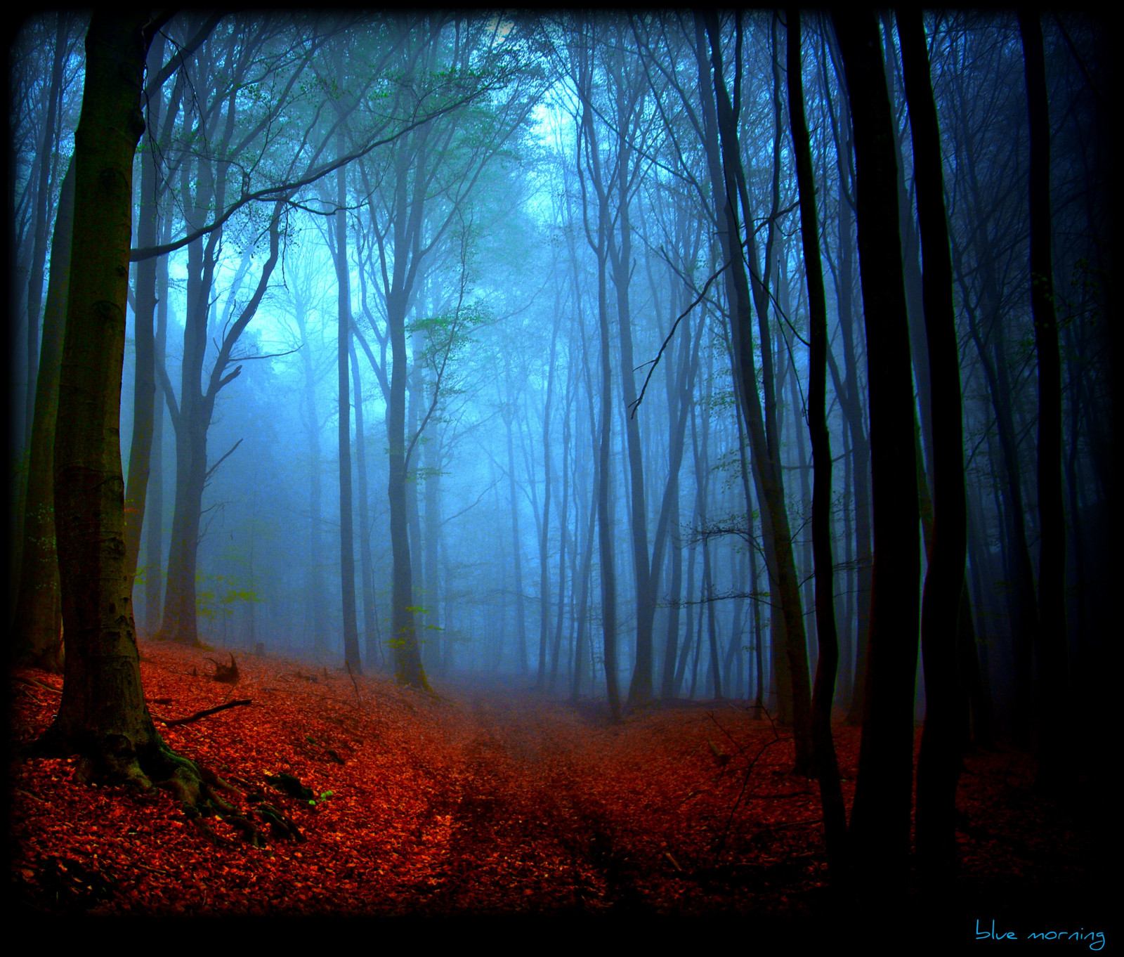 slunečnímu záření, les, Příroda, dřevo, nadreálný, modrý, ráno, Německo, kouzlo, atmosféra, cesta, UMĚNÍ, světlo, strom, podzim, cesta, sen, elitegalleryaoi, tma, fantazie, tvořivý, mystik, theunforgettablepictures, bestcapturesaoi, platinumphoto, artofimages, Snímek obrazovky, Oberberg, vanagram, bestofmywinners, zálesí, místo výskytu, přírodní prostředí, atmosférický jev, počítač tapeta, bluemorning, magicalmorning, transzendez