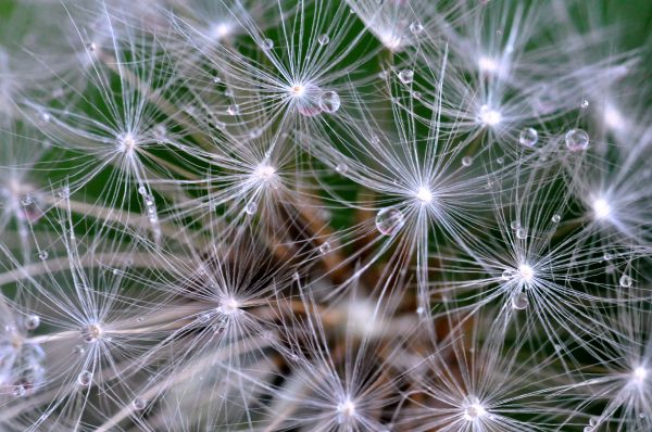 photography, dandelion, flower, plant, macro, drop