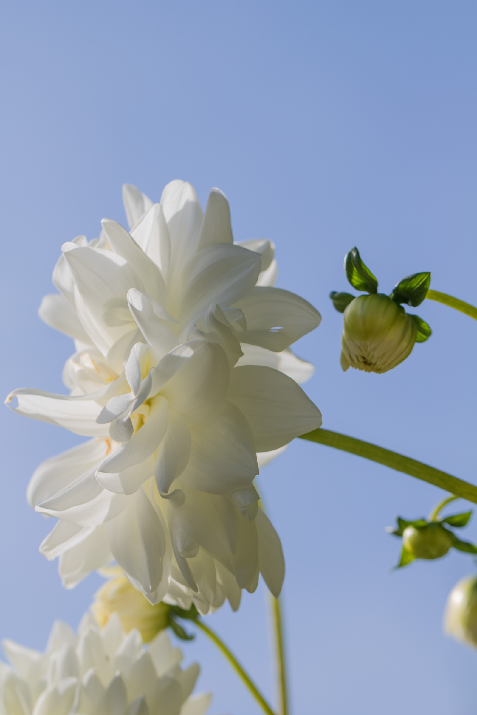 zahrada, větev, žlutý, květ, květ, rostlina, jiřina, flóra, Blomma, Lund, botaniskatr dg rden, exif modelu canoneos760d, geocountry, Kamera aby kánon, geocity, Model fotoaparátu canoneos760d, geostate, geolocation, EXIF otvor 56, exif aby kánon, EXIF isospeed 100, exif focallength 100mm, EXIF ef100mmf28lmacroisusm čočka, Botanická zahrada, okvětní lístek, Botan, T dg rd, divoká rostlina, botanika, suchozemská rostlina, kvetoucí rostlina, makro fotografie, závod stonek