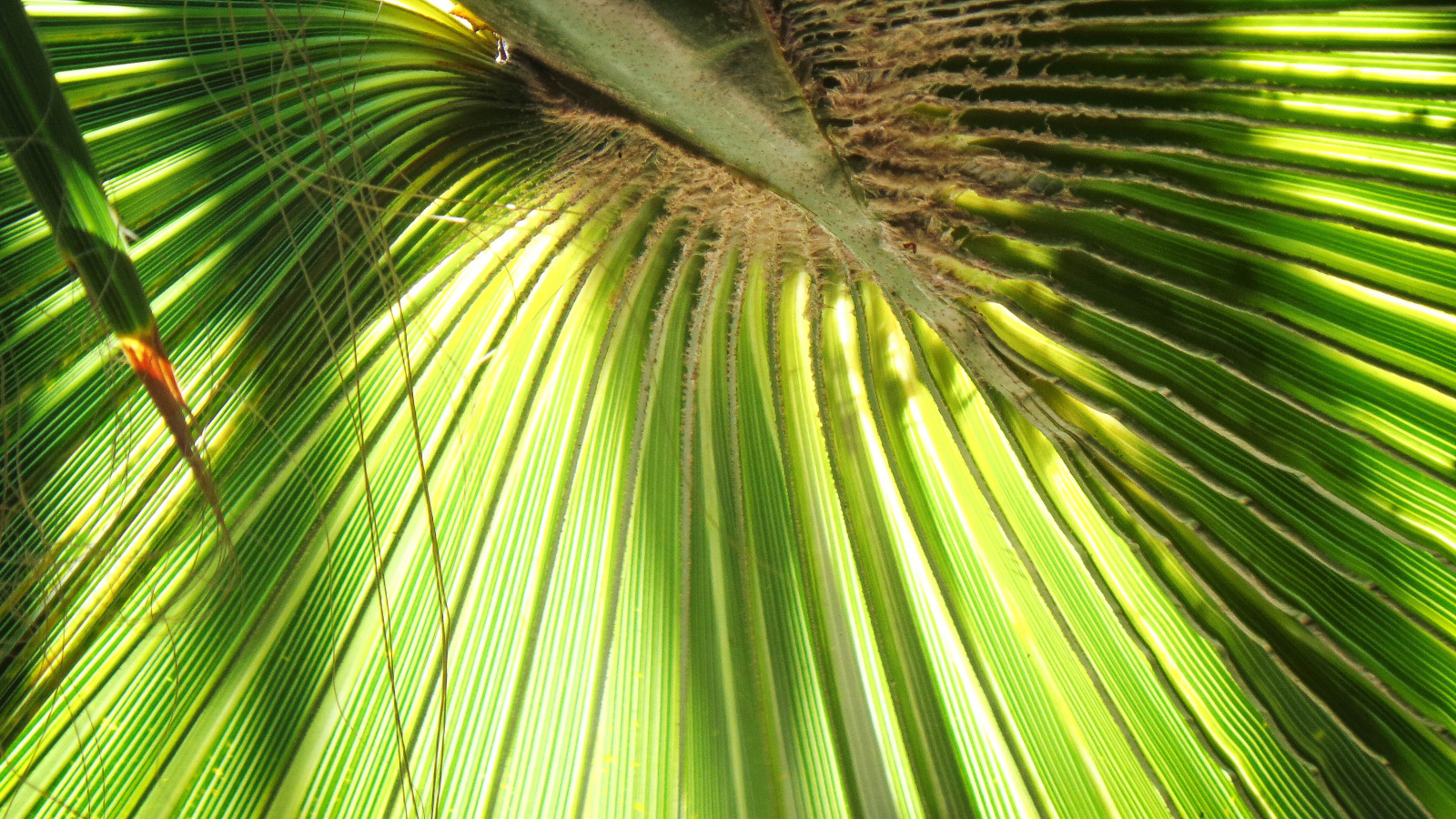 Afrika, zelená, listy, čáry, zahrada, fanoušek, jasný, Samsung, přední, dlaň, Adelaide, silný, podsvícený, Limetka, příběhy, nevlastní matka, vyzařující, plisovaný, Geralddurrell, Punkah, theen