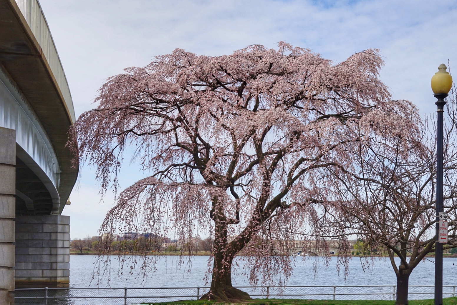 himmel, vinter, afdeling, cherry blossom, blomst, lyserød, forår, træ, blomst, plante, kirsebær, vedplante, grædende, tidevandsenergi, bassin