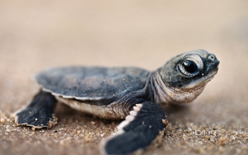 1920x1200 px, animali, sabbia, tartarughe 1920x1200 px, animali, sabbia, tartarughe
