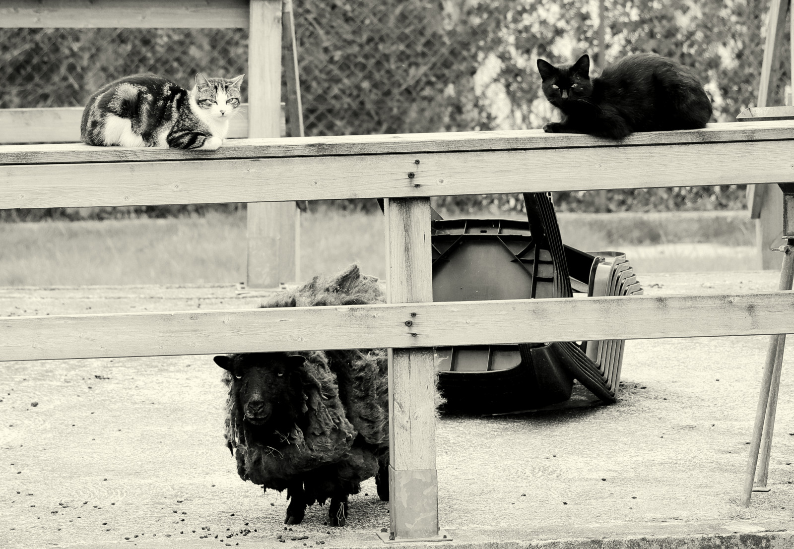 persone, bianca, nero, gatto, monocromo, strada, Francia, pecora, noir, bianco e nero, albero, bw, vista stradale, Chiacchierare, ruta, blanc, noiretblanc, fauna, nb, personne, gens, Plouguin, Ploudalmezeau, Saint-Pabu, Pabu, Brittany, bretagne, bianco e nero, fotografia in bianco e nero, grugno, Bretagna, finistere, ovino, Breiz