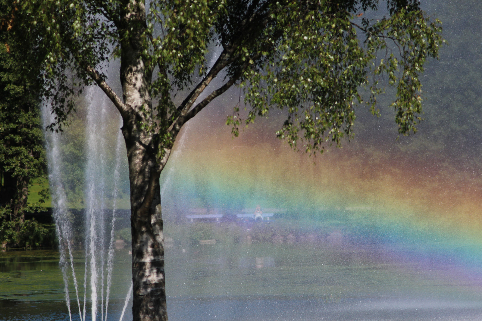 slunečnímu záření, krajina, zahrada, voda, Příroda, odraz, větev, ráno, mlha, letní, kachna, rybník, červen, sprej, Utsikt, divoká kachna, strom, Pohled, duha, natur, landskap, anka, gr písek, atmosférický jev, vodní prvek, slottskogen