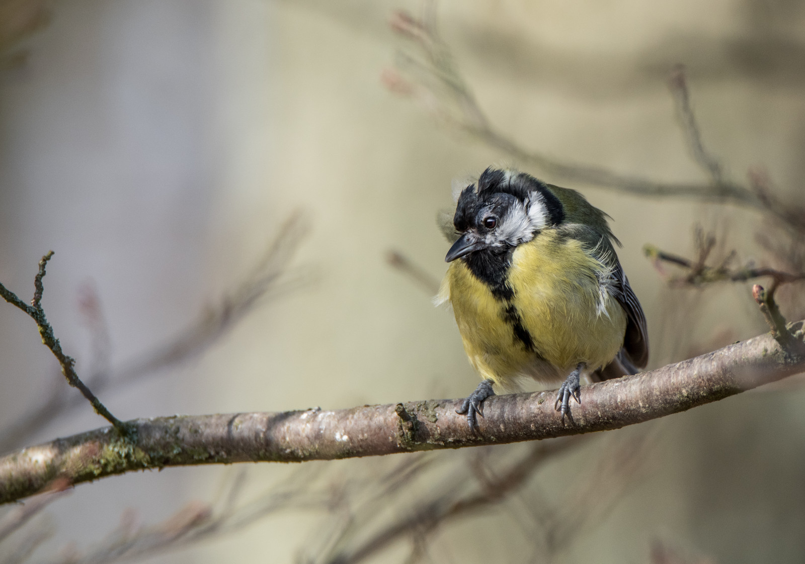 Příroda, větev, Volně žijících živočichů, Nikon, Švédsko, zobák, Sverige, americký ptáček, strom, Tamron, venkovní, pták, pěnkava, Pírko, natur, DJUR, f gel, fauna, větvička, prohlížení pták, zblízka, organismus, Lejskovití, Brambling, Emberizidae