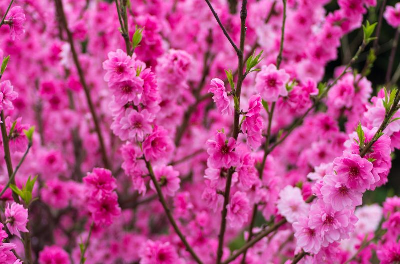 flowers, nature, branch, blossom, pink, spring flowers, nature, branch, blossom, pink, spring