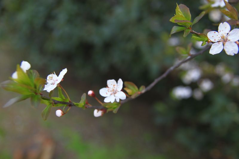 food, flowers, nature, plants, branch, fruit food, flowers, nature, plants, branch, fruit