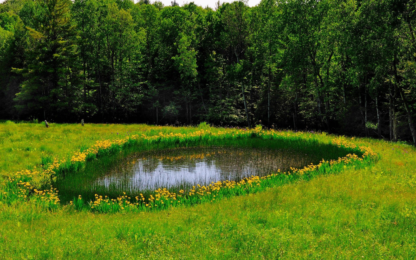 stromy, les, zahrada, Příroda, tráva, pole, zelená, rybník, mokřadní, strom, květ, lučina, pastvina, vegetace, louka, trávník, zálesí, místo výskytu, přírodní prostředí, ekosystém, keř, tráva rodina, Botanická zahrada, rybník