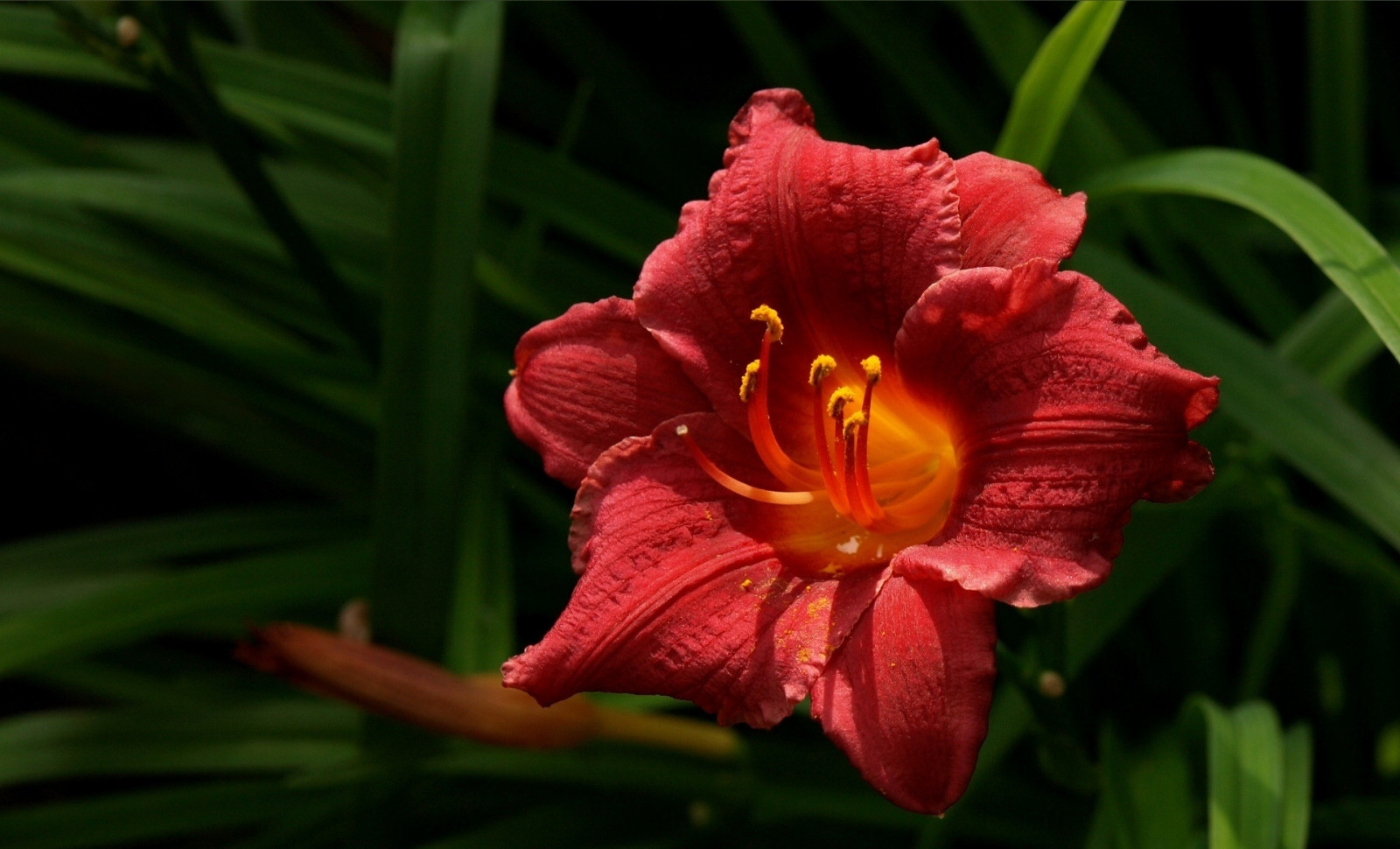 Wallpaper lily, bud, red, stamens, green 1920x1164 wallhaven