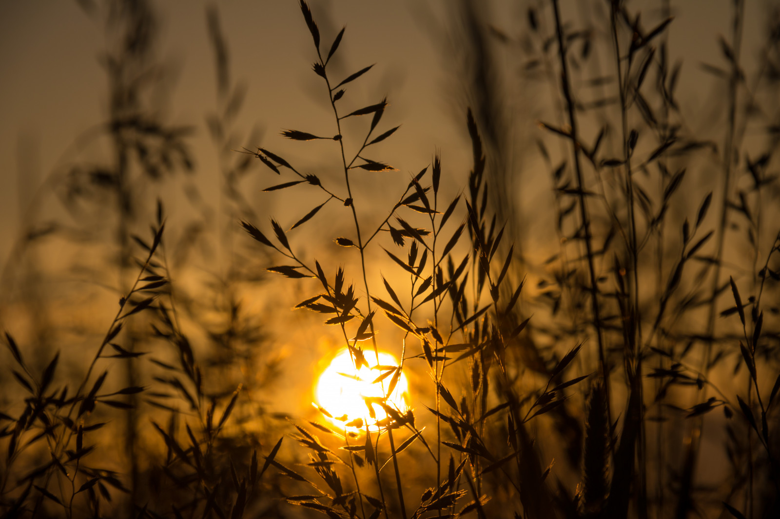 sollys, solnedgang, natur, afspejling, græs, afdeling, solopgang, gul, aften, morgen, Sol, lys, træ, efterår, blad, blomst, daggry, plante, belysning, soluppg ng, Gryning, exif model canoneos760d, geocountry, kamera gør kanon, geocity, kameramodel canoneos760d, geostate, geolocation, exif linse efs18200mmf3556is, exif gøre kanon, exif isospeed 100, exif åbning 10, mørke, exif focallength 160mm, Kvist, vedplante, makrofotografering, græs familie, stængelplante