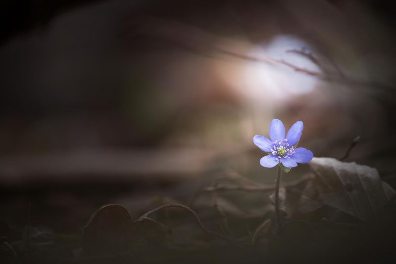 sunlight, white, flowers, photography, leaves, depth of field sunlight, white, flowers, photography, leaves, depth of field