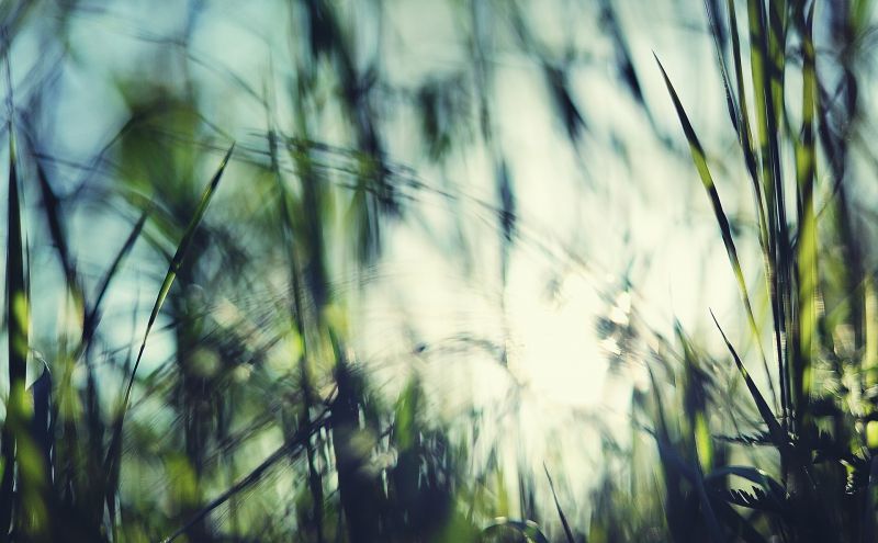 lumina soarelui, pădure, adancimea terenului, natură, reflecţie, iarbă lumina soarelui, pădure, adancimea terenului, natură, reflecţie, iarbă