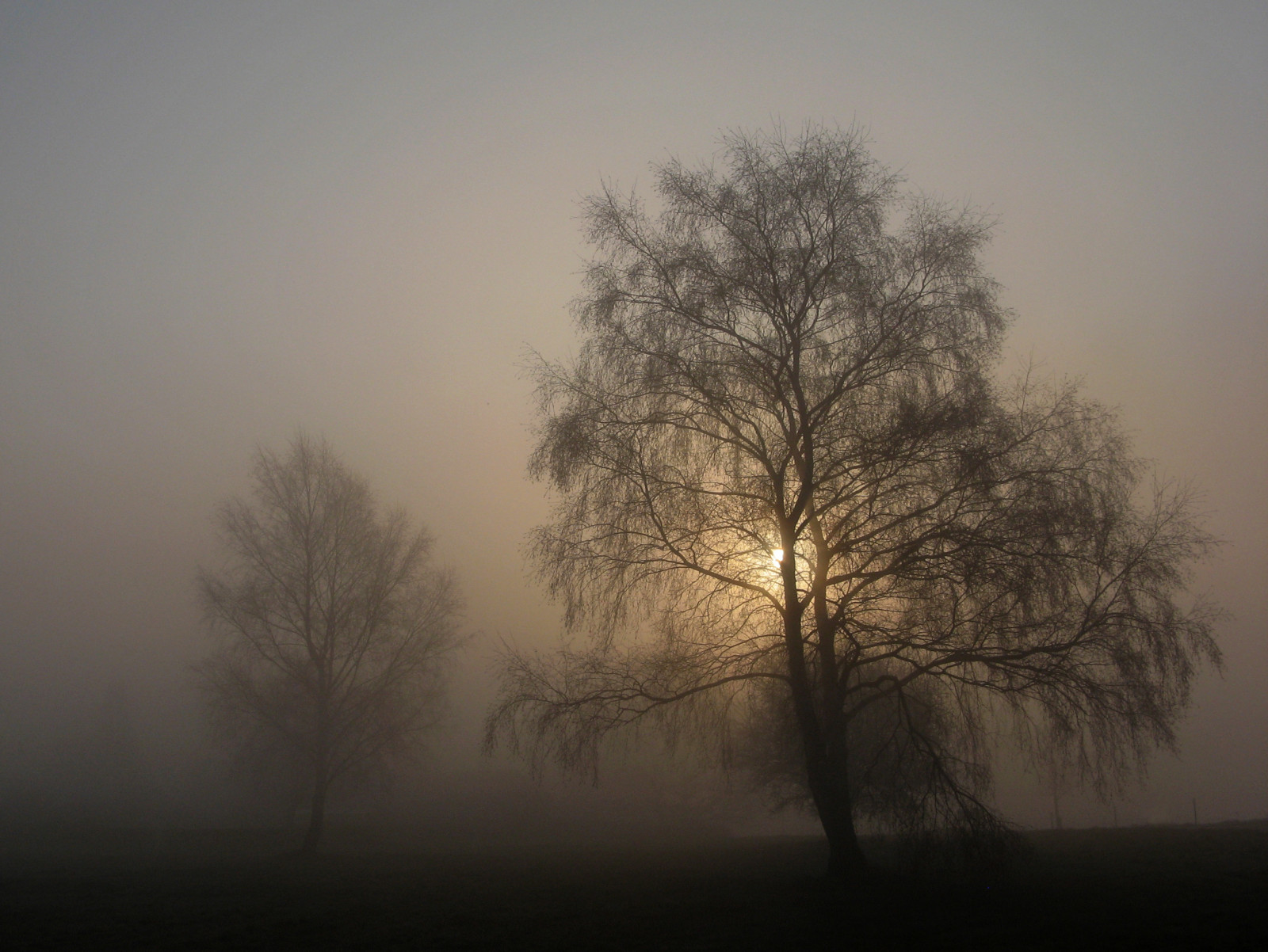 stromy, Příroda, zima, větev, svítání, večer, ráno, mlha, atmosféra, soumrak, zmrazení, mlhavý, opar, strom, mlha, náladový, počasí, svítání, rostlina, abigfave, 100commentgroup, theunforgettablepictures, ubej, aplusphoto, platinumphoto, artofimages, bestcaptureaoi, qualitypixels, atmosférický jev, dřevina, silhuettes, mistymorning