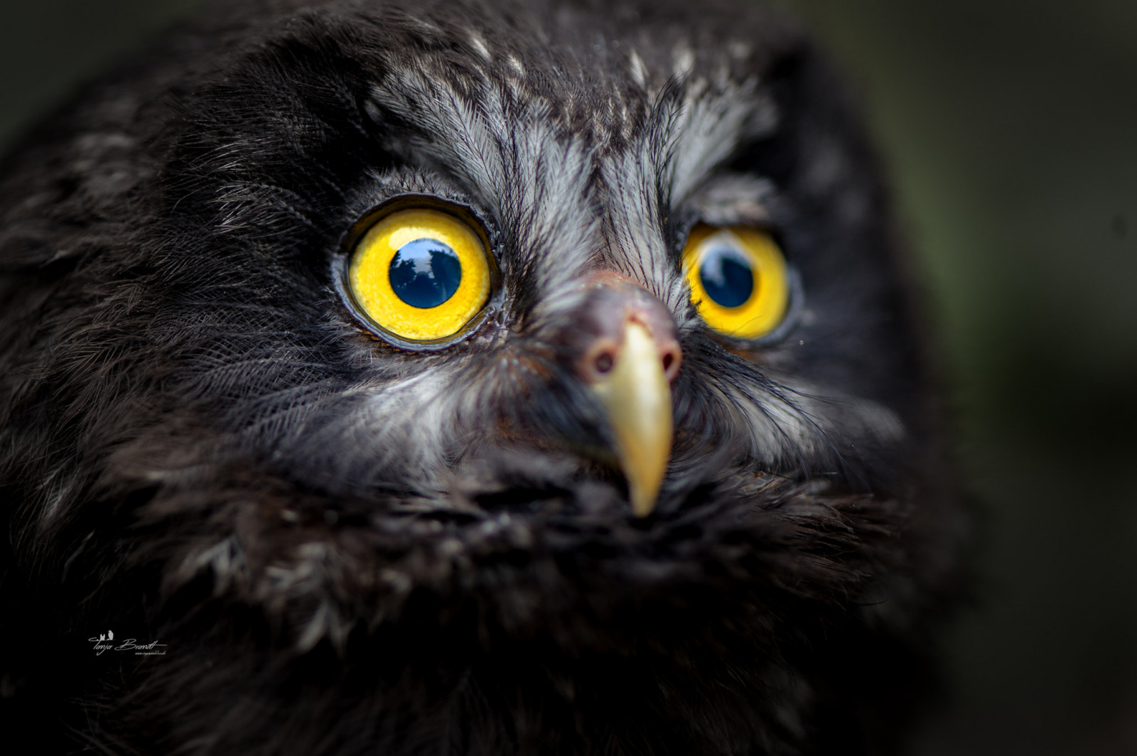 zvěř, ptactvo, peří, detailní, zobák, Tanja Brandt, sova