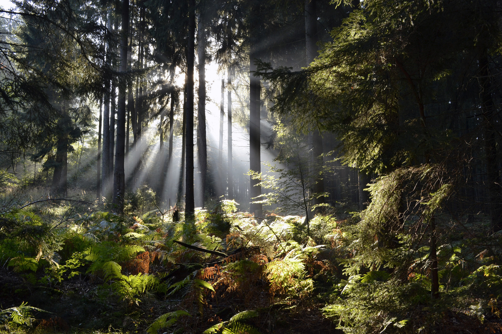 Příroda, vegetace, les, ekosystém, zálesí, přírodní rezervace, strom, prales, list, divočina, slunečnímu záření, deštný prales, světlo, tropical and subtropical coniferous forests, voda, smíšený les, džungle, ráno, spruce fir forest, mírné jehličnatý les, biome, valdivian temperate rain forest, krajina, rostlina, tráva, podzim, háj, opadavý, větev, počítač tapeta, lužní les, vodní prvek