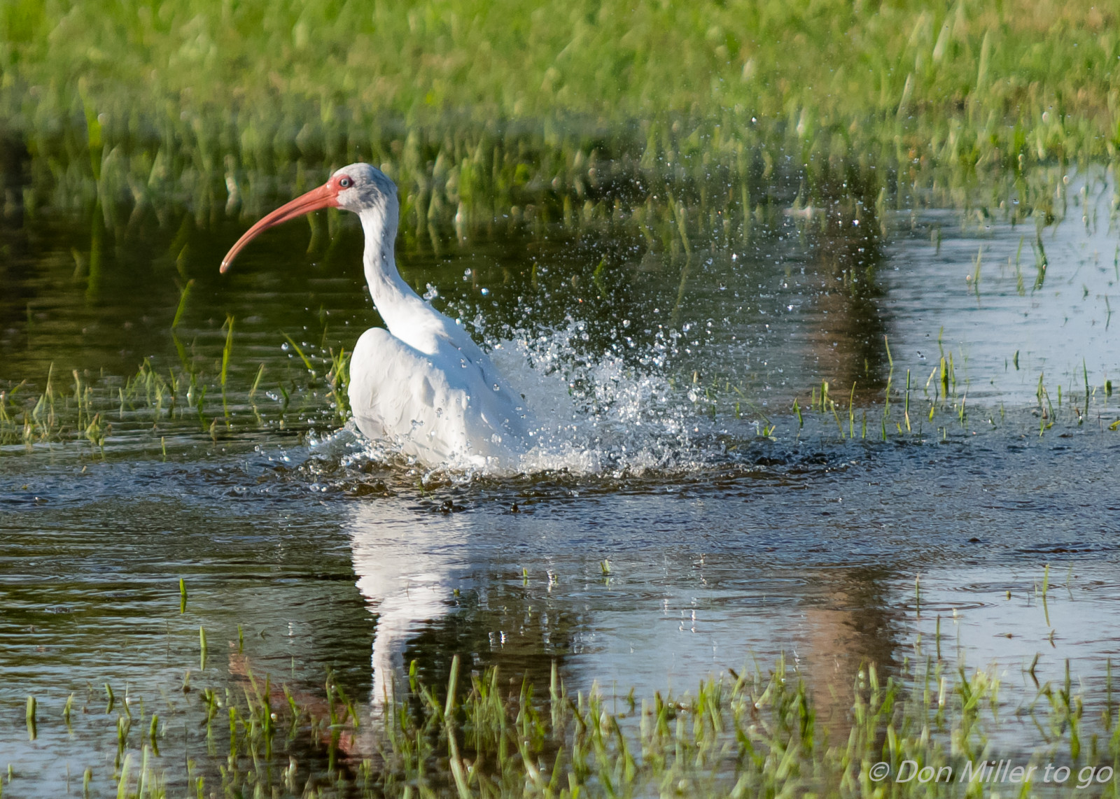 ptactvo, voda, Příroda, odraz, venku, Volně žijících živočichů, rybník, Florida, volavka, mokřadní, pták, D810, pozorování ptáků, venicerookery, onawalk, hnízdiště ptáků, volavka, ptačí koupel, fauna, bažina, místo výskytu, obratlovců