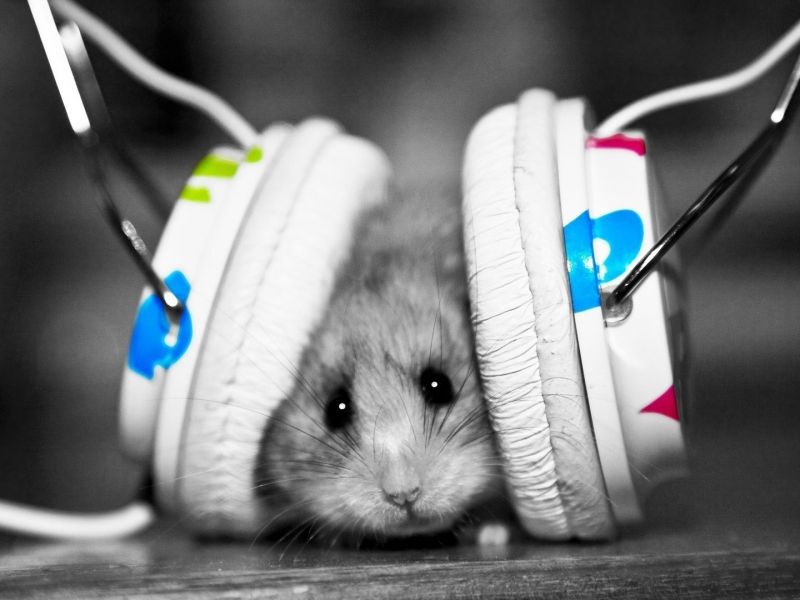 animals, monochrome, headphones, whiskers, hamster, rodent animals, monochrome, headphones, whiskers, hamster, rodent