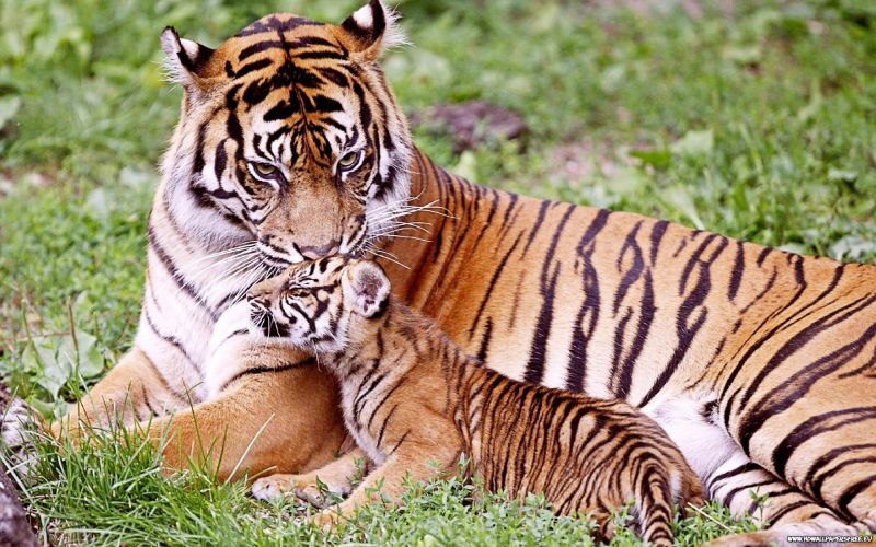 zvěř, tygr, Volně žijících živočichů, velké kočky, fauna, zoologická zahrada zvěř, tygr, Volně žijících živočichů, velké kočky, fauna, zoologická zahrada
