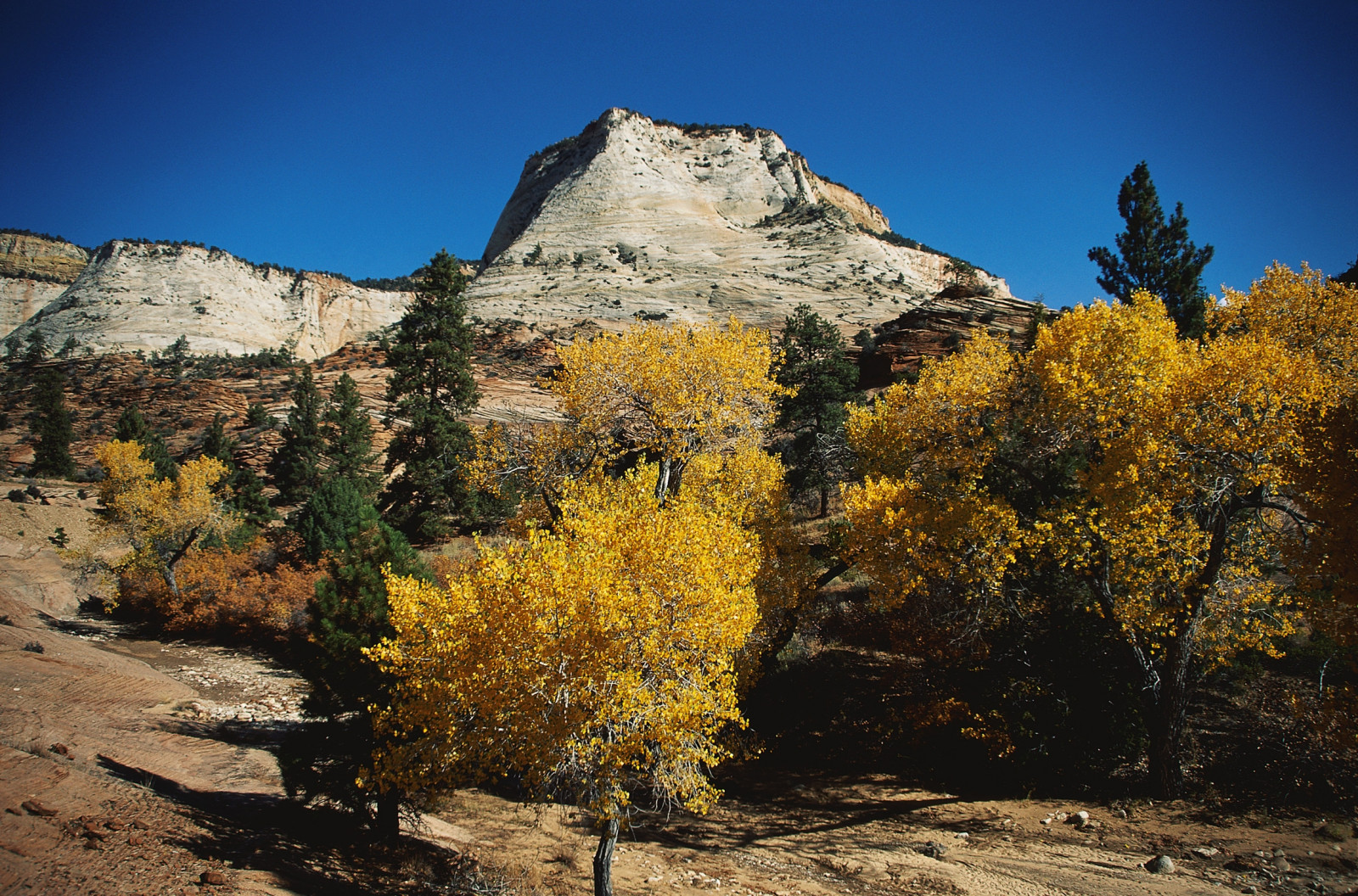 stromy, krajina, hory, kopec, Skála, Příroda, nebe, zima, útes, národní park, kaňon, divočina, mount scenérie, jehličnatý strom, Formace, Terén, strom, podzim, list, hora, rostlina, vegetace, geologie, dřevina, horských reliéf, biome, pohoří, badlands, modřín, křoviny, borovice rodina, nadmořská výška, sráz, neočekávaný výskyt, jehličnatý, trpasličí, plant community
