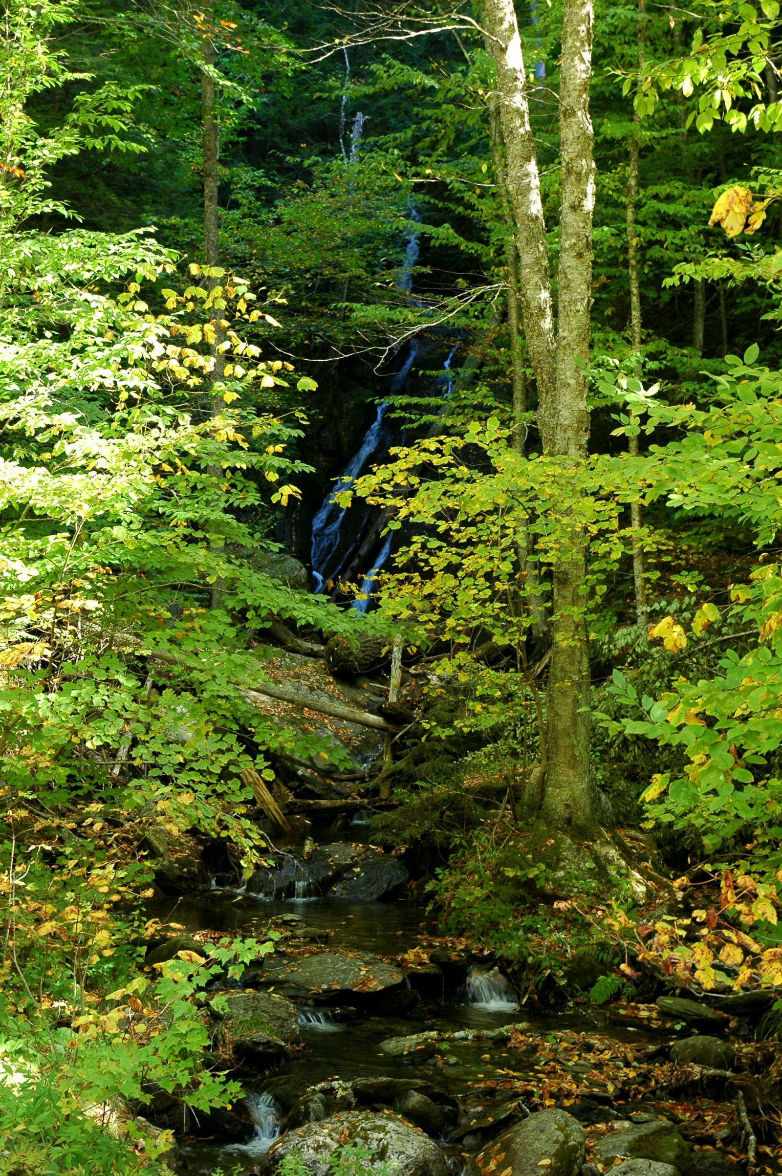 stromy, les, voda, Příroda, odraz, zelená, řeka, divočina, rybník, džungle, proud, deštný prales, mokřadní, strom, podzim, list, květ, vegetace, zátoka, zálesí, místo výskytu, přírodní prostředí, botanika, dřevina, ekosystém, mírné jehličnatý les, biome, tělo z vody, prales, smíšený les, vodní prvek, 2000x3008 px