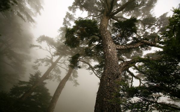 tree,from below,fog,trunk,pine,mighty