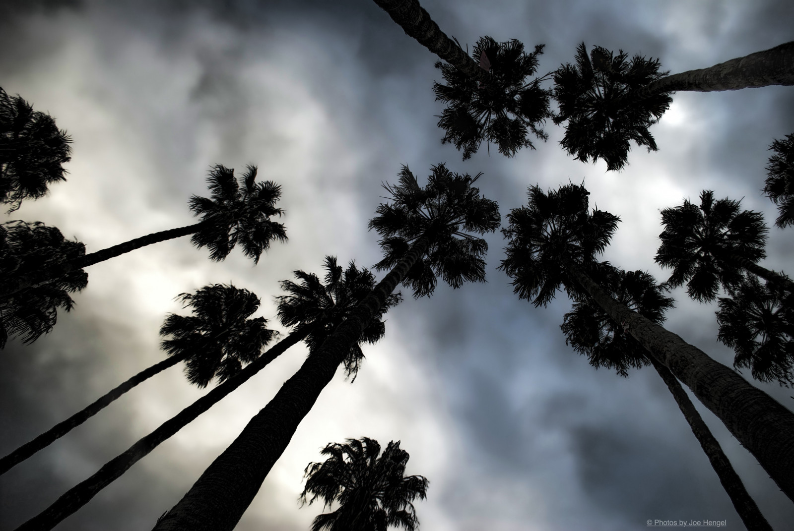 palmy, palmtree, dlaň, palmfronds, strom, stromy, Kalifornie, mraky, ca, cloudsorangecounty, zakalený, zima, výška, vysoký, obři, mezi, SoCal, jižní Kalifornie, západ slunce, orangecounty, oc, venkovní, goldenstate, silueta, siluety, nebe, dohenybeach, statebeach, dohenystatebeach