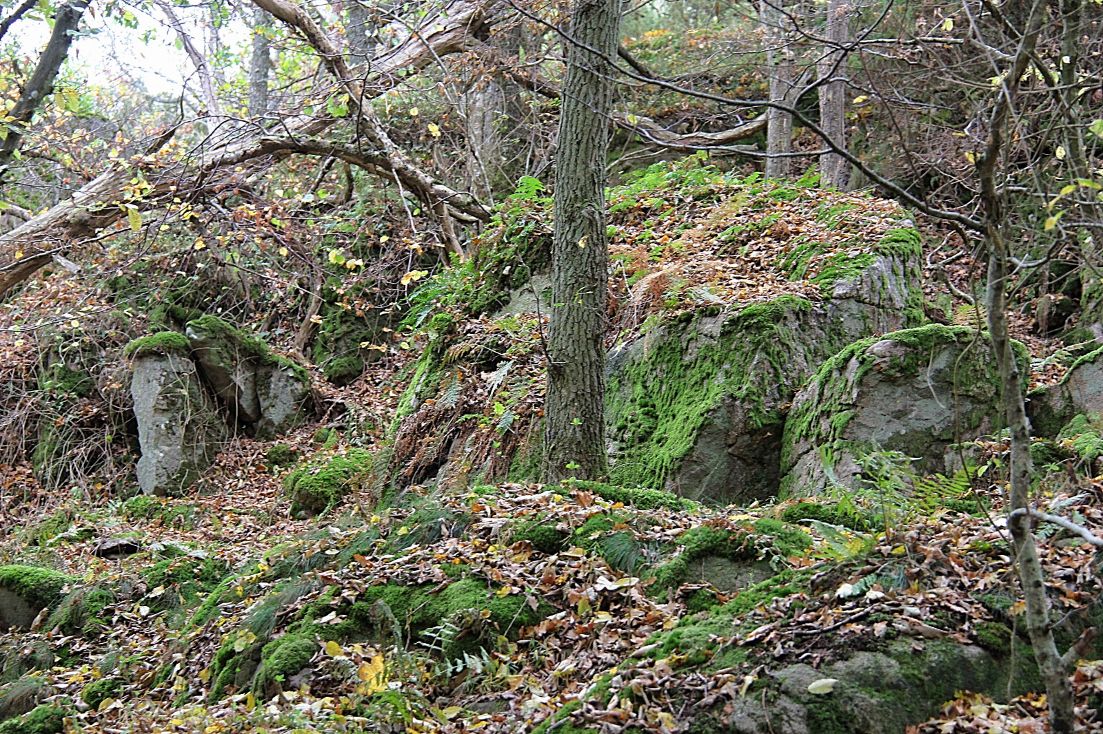 les, Skála, mech, Volně žijících živočichů, kámen, divočina, džungle, proud, deštný prales, strom, list, květ, rostlina, flóra, les, sterlen, stezka, vegetace, attackfoto, attackfoto2, zálesí, místo výskytu, přírodní prostředí, ekosystém, biome, prales, opadavý