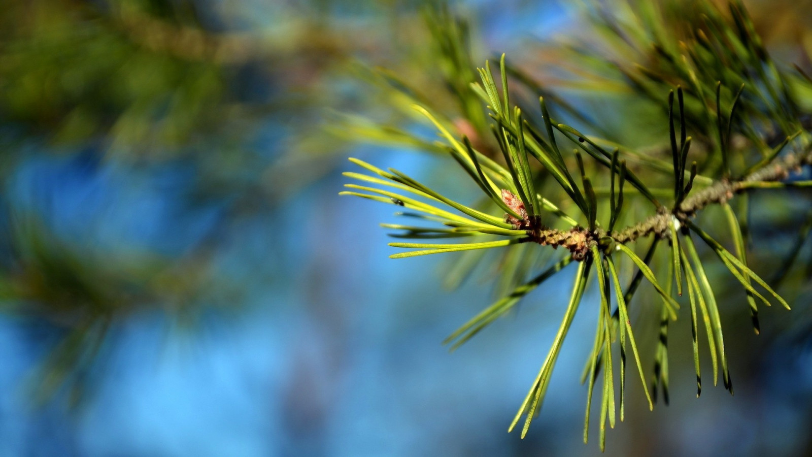 slunečnímu záření, Příroda, tráva, fotografování, větev, zelená, žlutý, květ, strom, podzim, list, květ, rostlina, flóra, louka, divoká rostlina, botanika, suchozemská rostlina, dřevina, zblízka, makro fotografie, tráva rodina, závod stonek, modřín