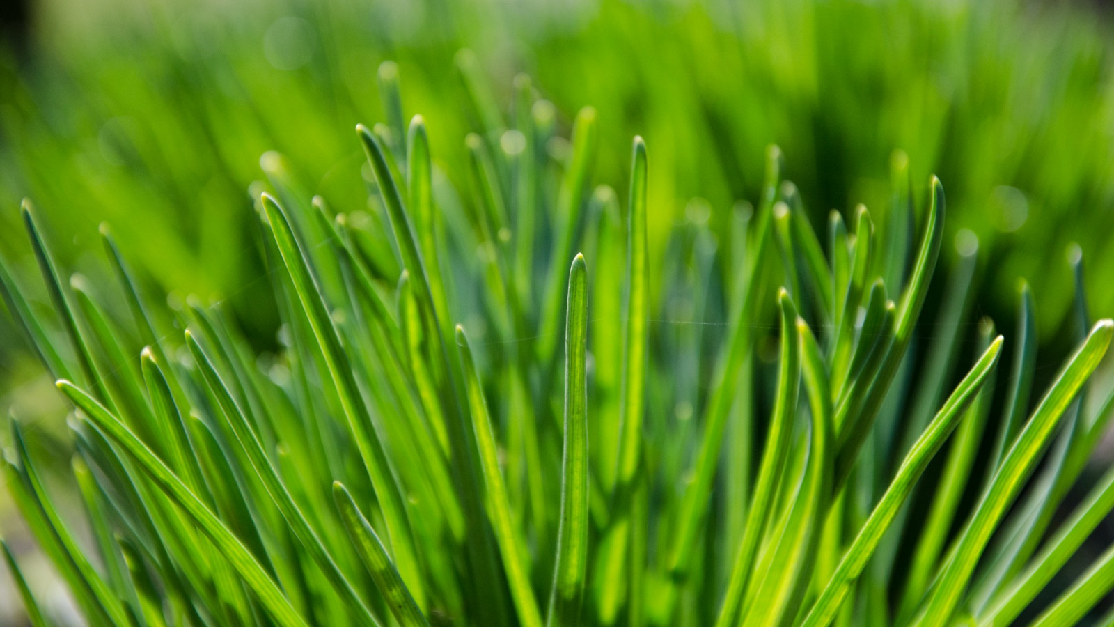 tráva, rostliny, pole, zelená, bylina, lučina, rostlina, louka, trávník, vyrobit, suchozemská rostlina, kvetoucí rostlina, tráva rodina, závod stonek, listovou zeleninu, tomkovice, umělý trávník