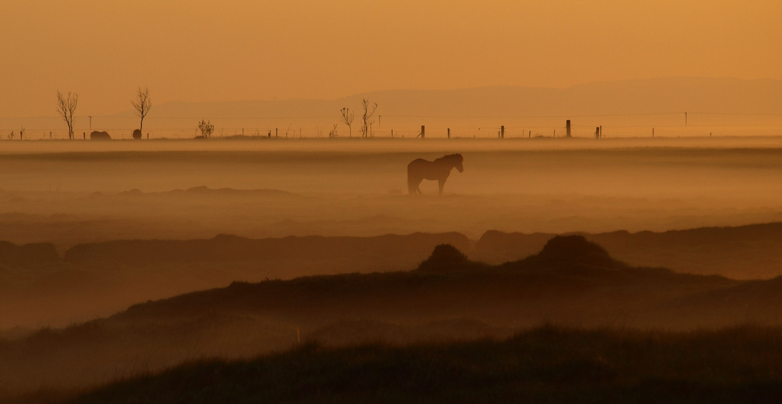 paesaggio, tramonto, mare, baia, puntellare, cavallo, campo, Alba, sera, mattina, nebbia, costa, orizzonte, pesca, Islanda, crepuscolo, foschia, 2012, nebbia, alba, sagome, platinumheartaward, ambiente naturale, fenomeno atmosferico, Hestur, su urland, groundfog, hvolsv llur, Dalal un