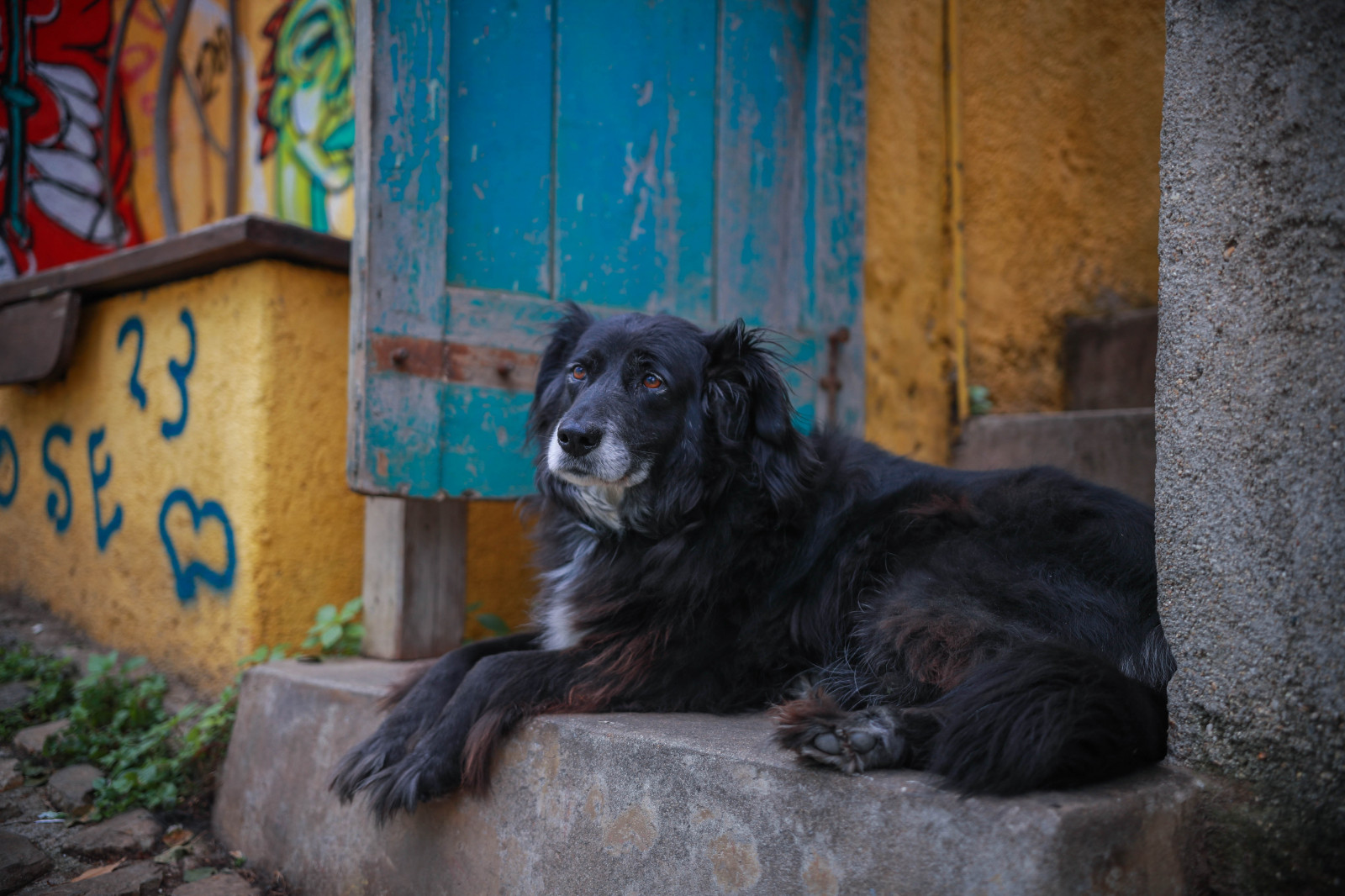 Pes, zvěř, Příroda, smutný, ulice, městský, krajina