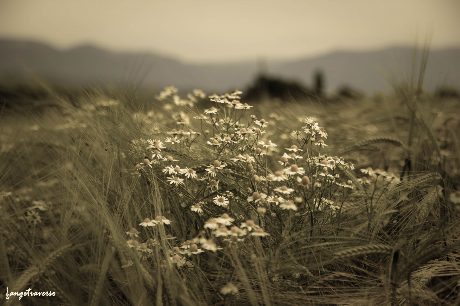 slunečnímu záření, krajina, květiny, Příroda, tráva, nebe, pole, makro, Kánon, Francie, bokeh, Alpy, paysage, strom, květ, rostlina, tělesné, flóra, vegetace, chroupat, květ, montagne, květiny, sigma, 600D, noiretblanc, Photographie, chemin, canon600d, Lumiere, flore, alpes, prérie, montain, Horní Savojsko, angetraverso, acontretemps, oříznutí, Černý a bílý, ekosystém, tráva rodina, Phragmites, zboží, křoviny, ekoregion, Randonnée, paquerette, Rumilly, florefrance, plant community