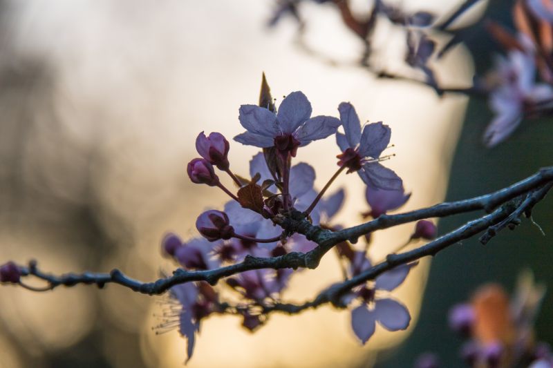 Příroda, fotografování, větev, modrý, květ, nachový