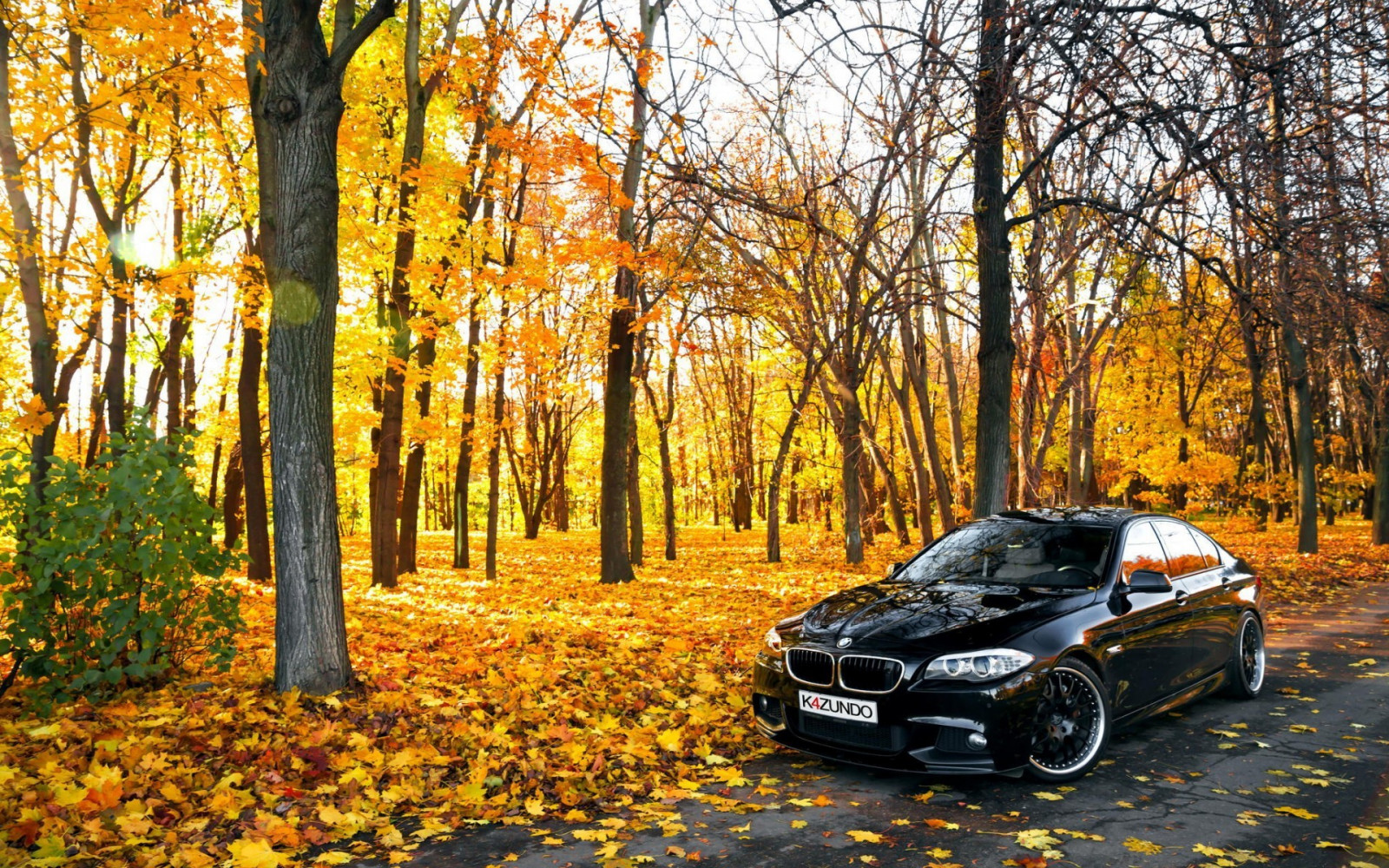 Hintergrundbilder Sonnenlicht, Bäume, Wald, Blätter, Auto, BMW, Straße, Baum, Herbst, Blatt