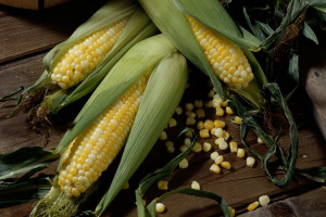 Unduh 84 Koleksi Background Kuning Jagung HD Terbaik