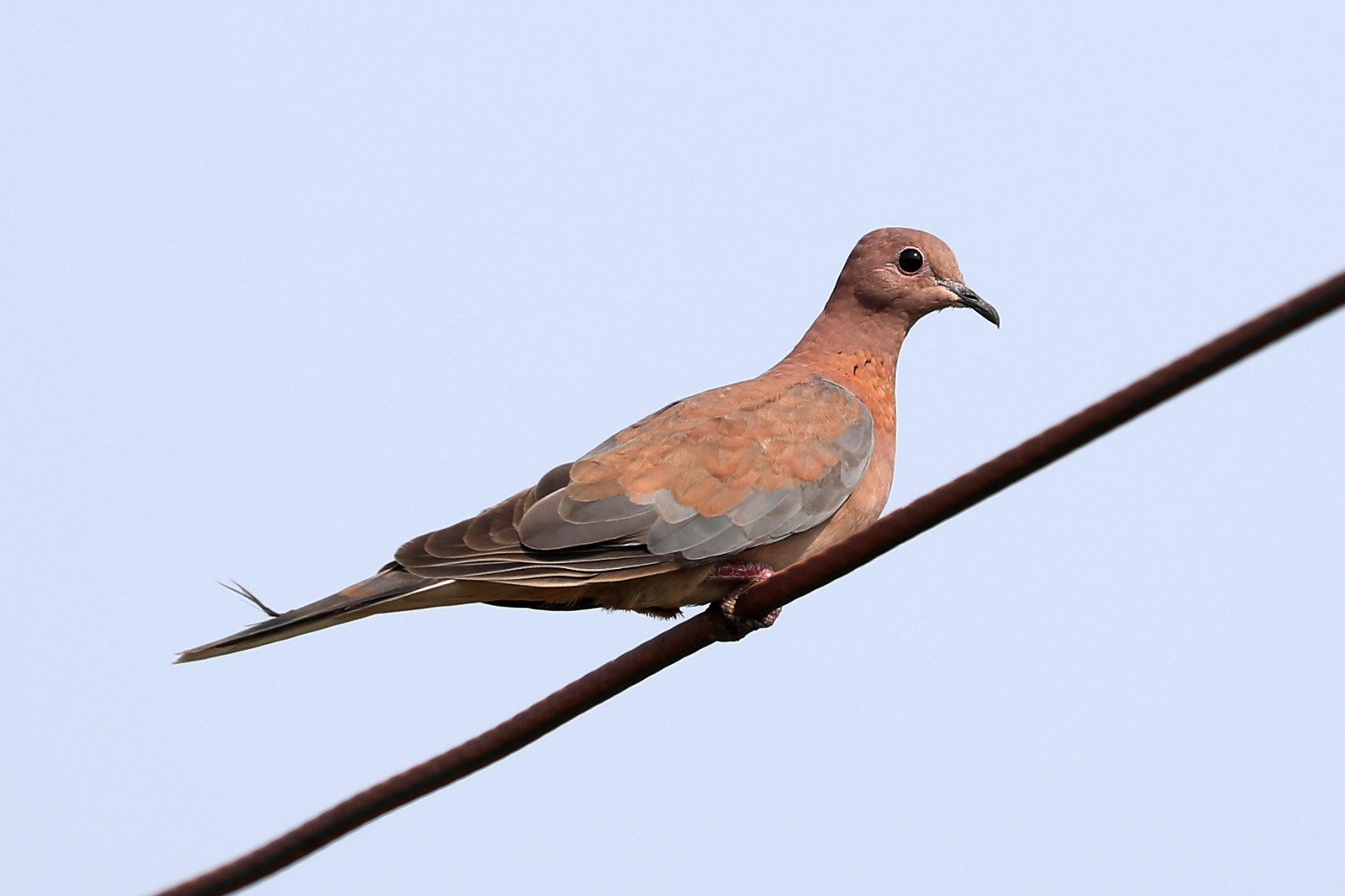 nebe, Volně žijících živočichů, tropický, Afrika, smějící se, Afričan, holubice, zobák, Osu, západ, pták, divoký, Pírko, křídlo, fauna, doupňák, holubi a holubice, Ghana, Spilopelia, Senegalensis, cuculiformes