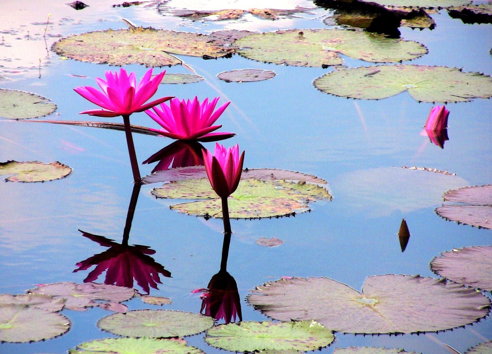 rejse, sø, flores, blomst, afspejling, vand, glas, fleur, refleksioner, Thailand, Jago, spejl, se, flora, Asien, Asien, wasser, åkande, blomst, urlaub, flor, blumen, udforske, afspejle, Thai, blume, Teich, Thailandia, reflexo, spiegelung, reflejos, reflektion, bl ti, Riflesso, øst Asien, Seerose, flori, t mpel, mixedflowers, watsisawai, flowersarebeautiful, awesomeblossoms, 100commentgroup, flickrflorescloseupmacros, goldenart, saariysqualitypictures, roba66, thegalleryofflowerseffe, thailandmitteuosten