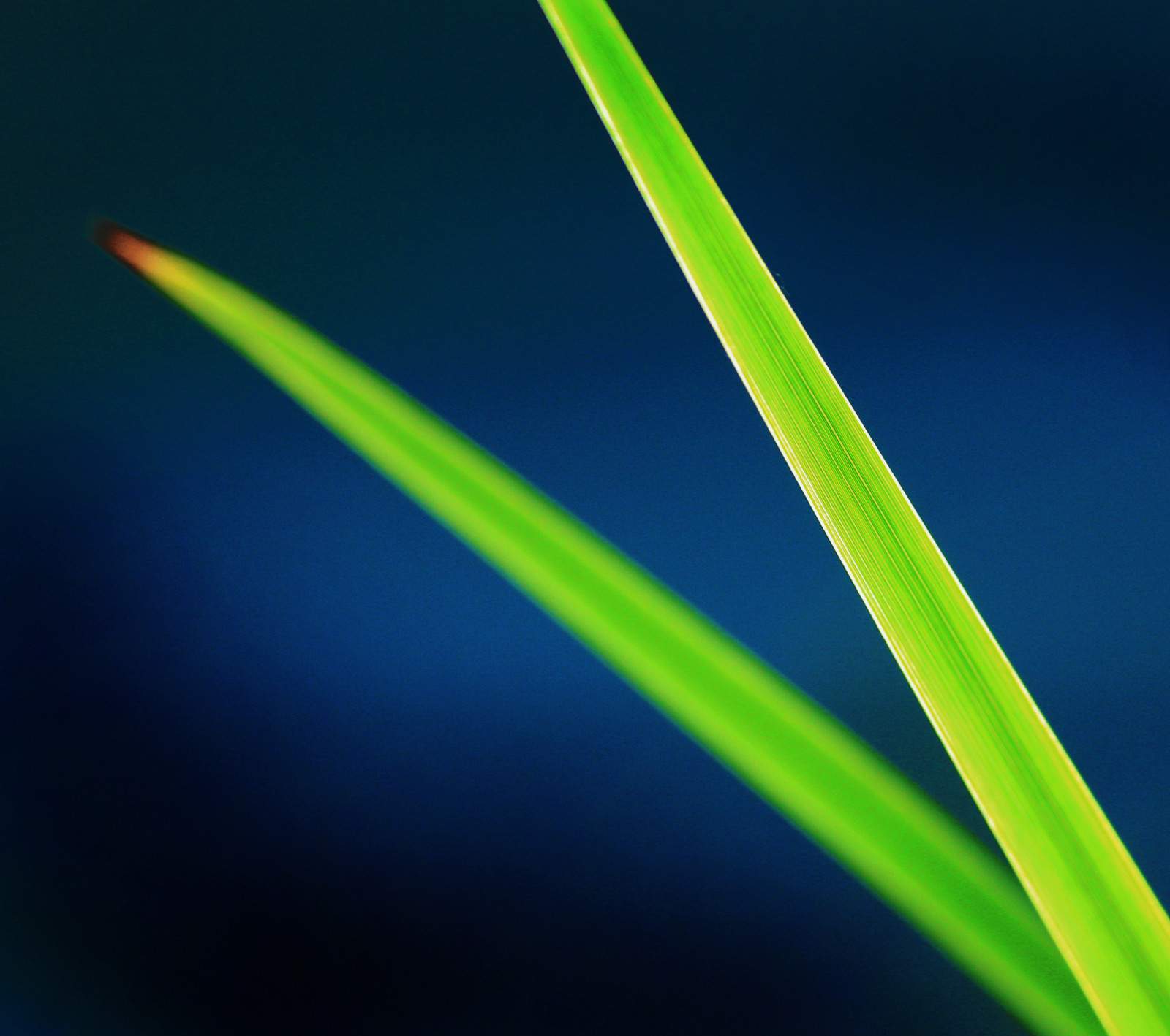 Minimalismus, Gras, Himmel, Makro, Grün, Gelb, Kanon, Klingen, Erbe, Blatt, Blume, zwei, Pflanze, Dof, Linie, Vegetation, Blütenblatt, Daarklands, Trolledproud, Anawesomeshot, Platinumfoto, Blueribbonwinner, Goldstaraward, Rubyphotograph, Blues, Magicunicornverybest, Ysplix, Flickrvault, Selectbestfavorites, Makrofotografie, Pflanzenstamm, Canoneosdigitalxsi, Qualitätsumgebung