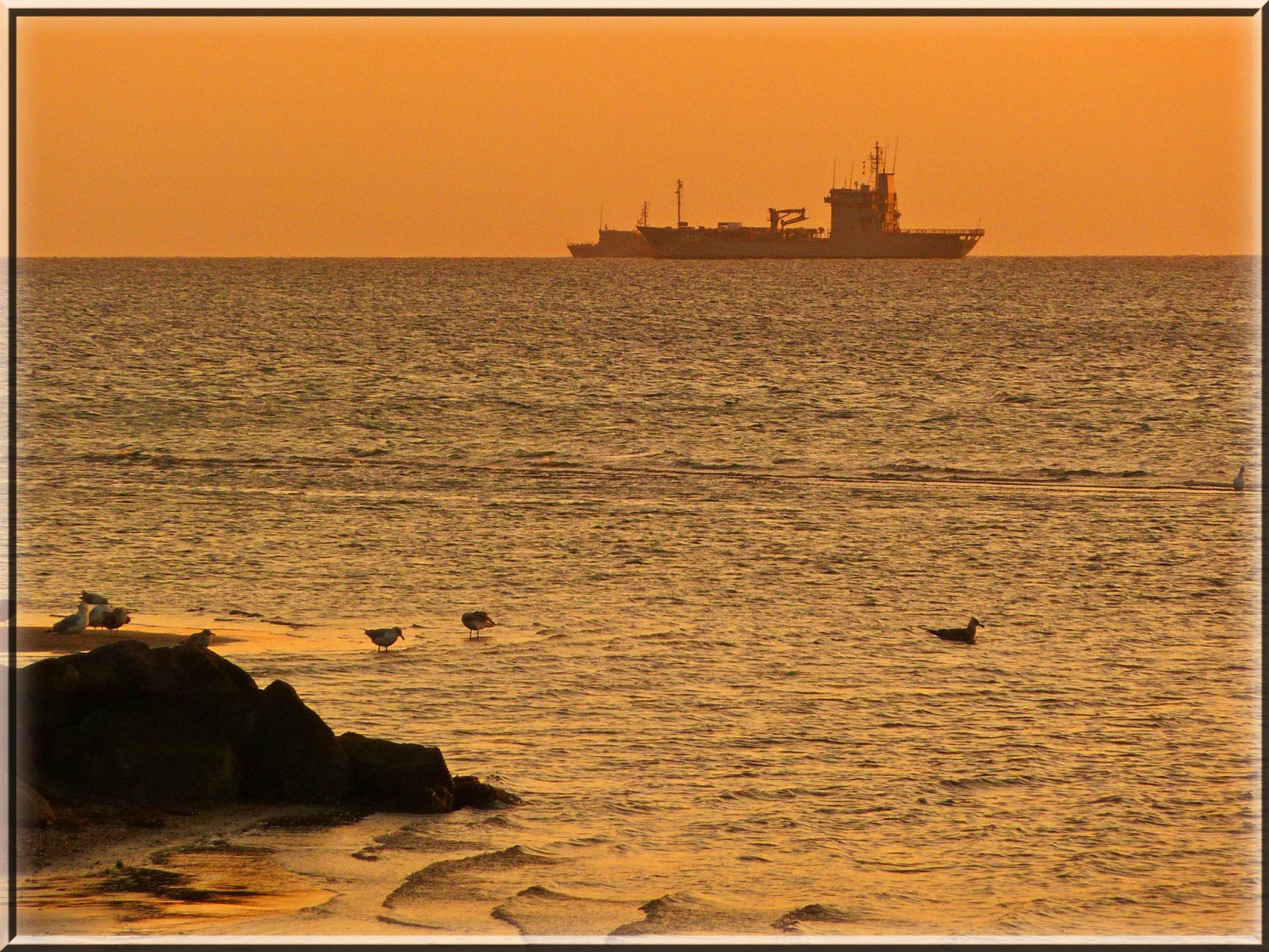 ptactvo, západ slunce, moře, voda, pláž, dřevo, svítání, pobřeží, slunce, horizont, oceán, racek, pramen, Ostsee, wasser, vogel, Baltské moře, m wen